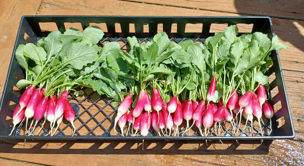 French Breakfast Radish