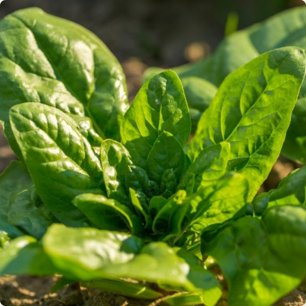 Bloomsdale Spinach
