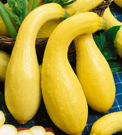 Yellow Crookneck Squash