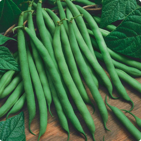 Blue Lake Bush Green Bean